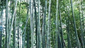 竹子竹叶竹海图片