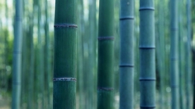 竹子竹叶竹海图片