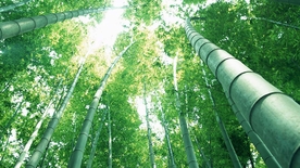 竹子竹叶竹海图片