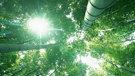 竹子竹叶竹海图片