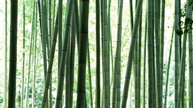 竹子竹叶竹海图片