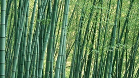 竹子竹叶竹海图片