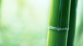 竹子竹叶竹海图片