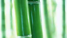 竹子竹叶竹海图片