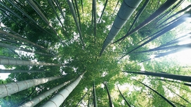 竹子竹叶竹海图片