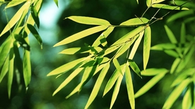 竹子竹叶竹海图片