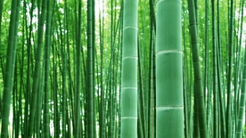 竹子竹叶竹海图片