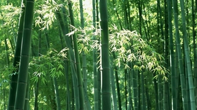 竹子竹叶竹海图片