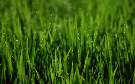 稻田水稻插秧收割图片