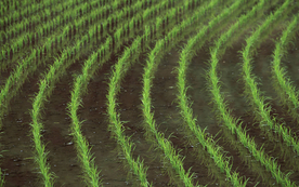 稻田水稻插秧收割图片