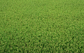 稻田水稻插秧收割图片