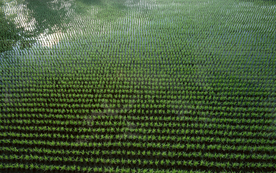 稻田水稻插秧收割图片