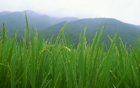 稻田水稻插秧收割图片