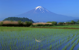 稻田水稻插秧收割图片