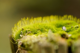 青苔苔藓露珠近景