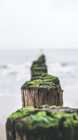 木桩树墩子青苔海上素材