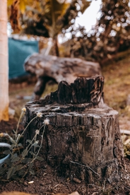 秋天树桩素材近景