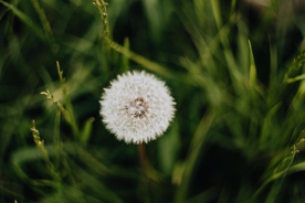 蒲公英大自然绿色植物素材