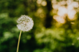 吹蒲公英大自然特写