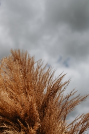 干花插花艺术枯草秋天素材