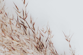 干花插花艺术背景素材