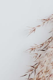 干花插花艺术背景素材