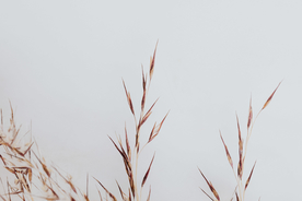 干花插花艺术素材背景