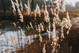 干花插花田园园艺背景素材