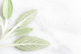 小清新叶子背景素材