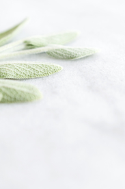 小清新叶子背景素材