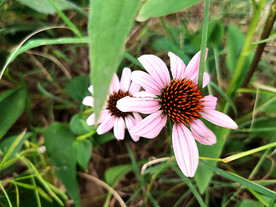 松果菊 花 秋 植物