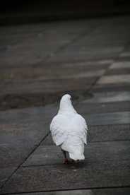 白鸽