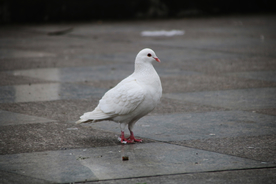 白鸽