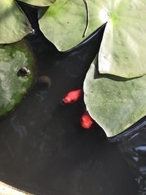 像只鱼儿在你的荷塘