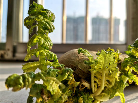 萝卜叶 绿叶 生命 冬天 叶子