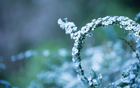 花环花篮唯美图片