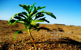 诗词歌曲文字背景