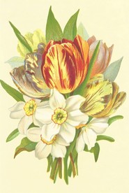 手绘插画郁金香