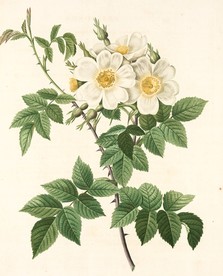 手绘插画白色月季