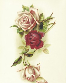 手绘插画红玫瑰