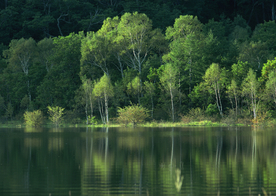 树林碧水