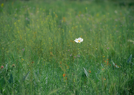 小花