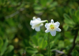 小花