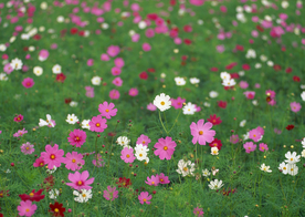 格桑花