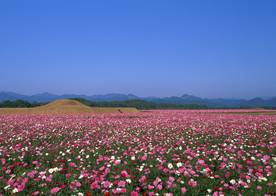 花海