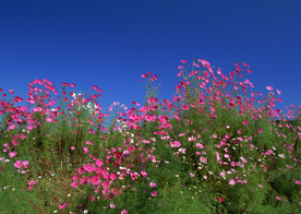 格桑花