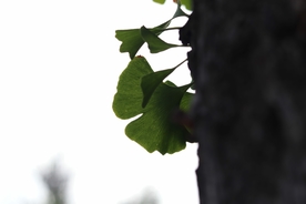 树叶