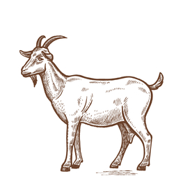 山羊