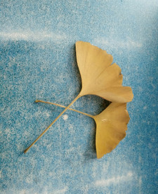 银杏叶