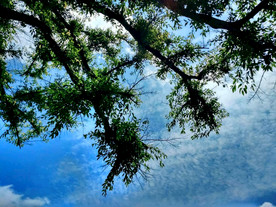 古树枝 蓝天白云